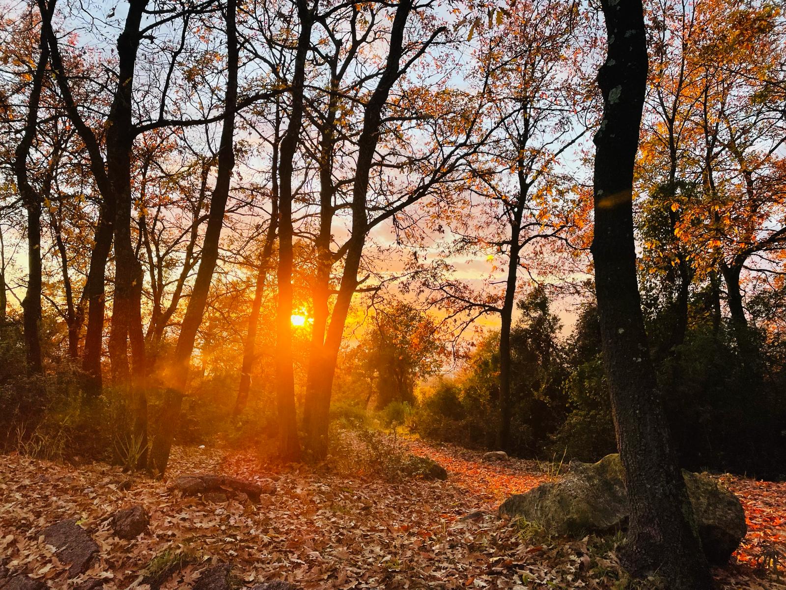 Foto del nostro Bosco